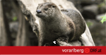 Otter_ORF_2026